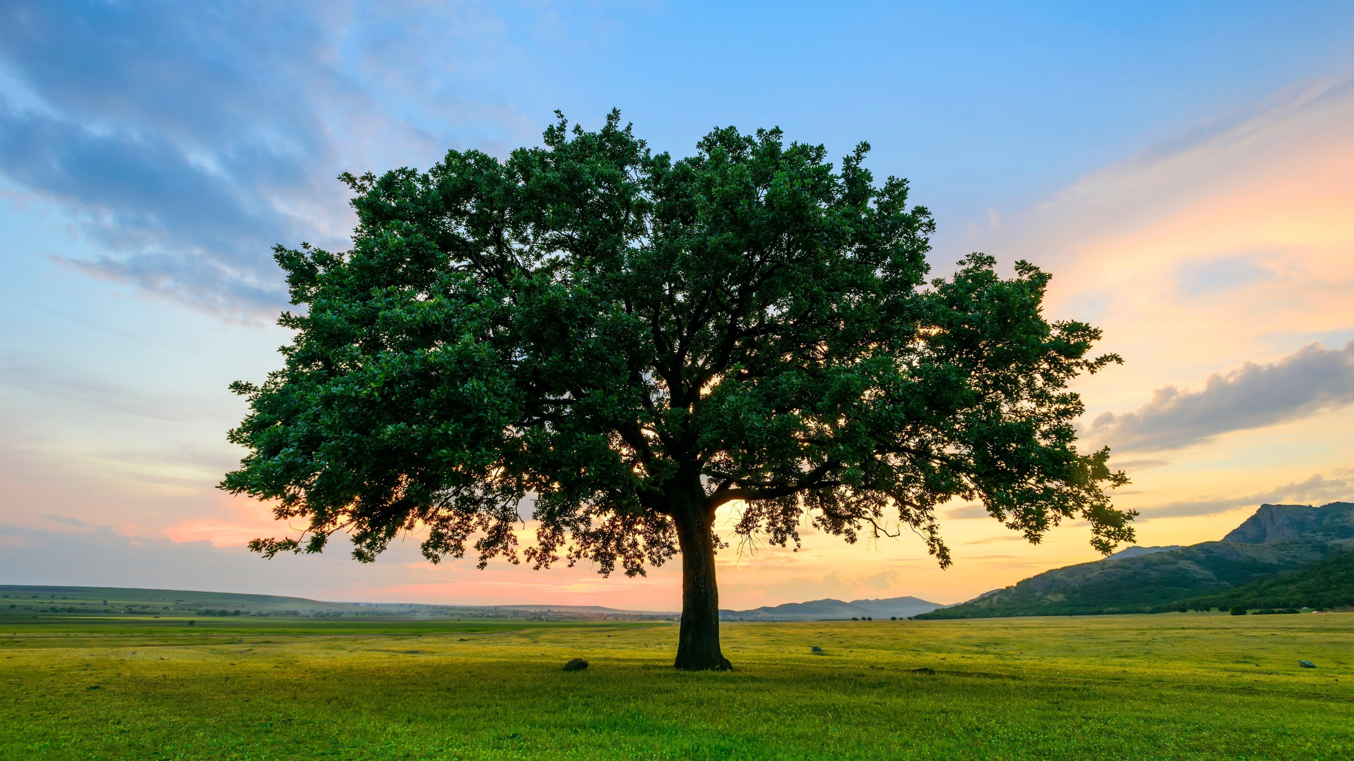 Arbre solitaire dans un champ vert au coucher du soleil, évoquant la nature et l'écologie