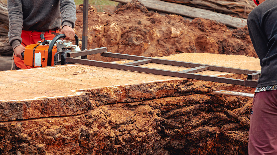 Scie à chaîne coupant un tronc d'arbre massif pour mobilier en bois français écoresponsable